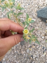Mentzelia tricuspis