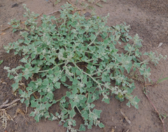 Chenopodium incanum