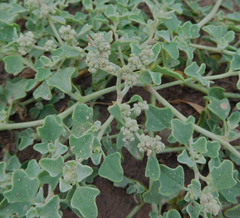 Chenopodium incanum