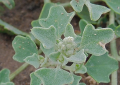 Chenopodium incanum