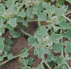 Chenopodium incanum