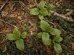 Rugelia nudicaulis
