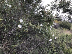 Calystegia macrostegia arida