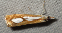 Catoptria pinella