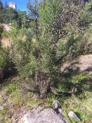 Colletia spinosissima