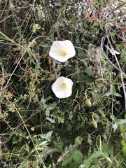 Calystegia macrostegia arida