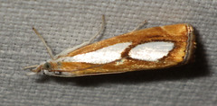 Catoptria pinella