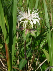 Monarda lindheimeri