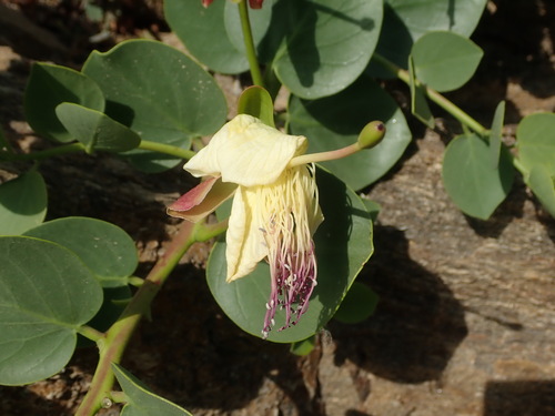 Rock Caper (Capparis orientalis)