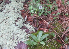 Primula meadia