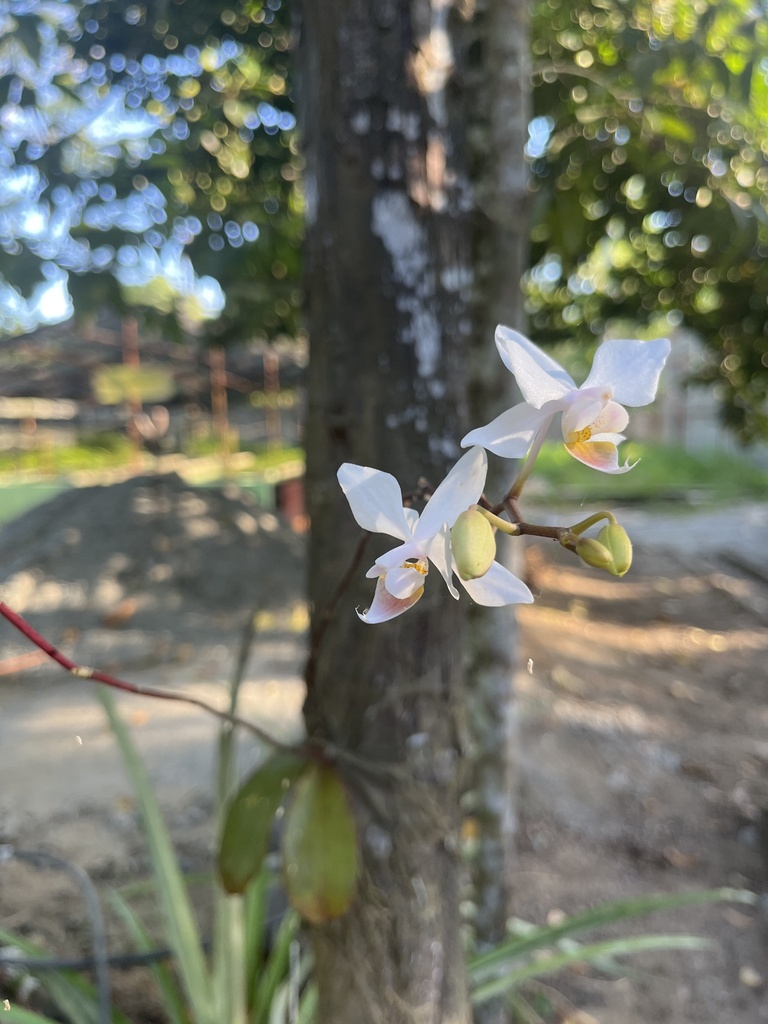 Phalaenopsis equestris