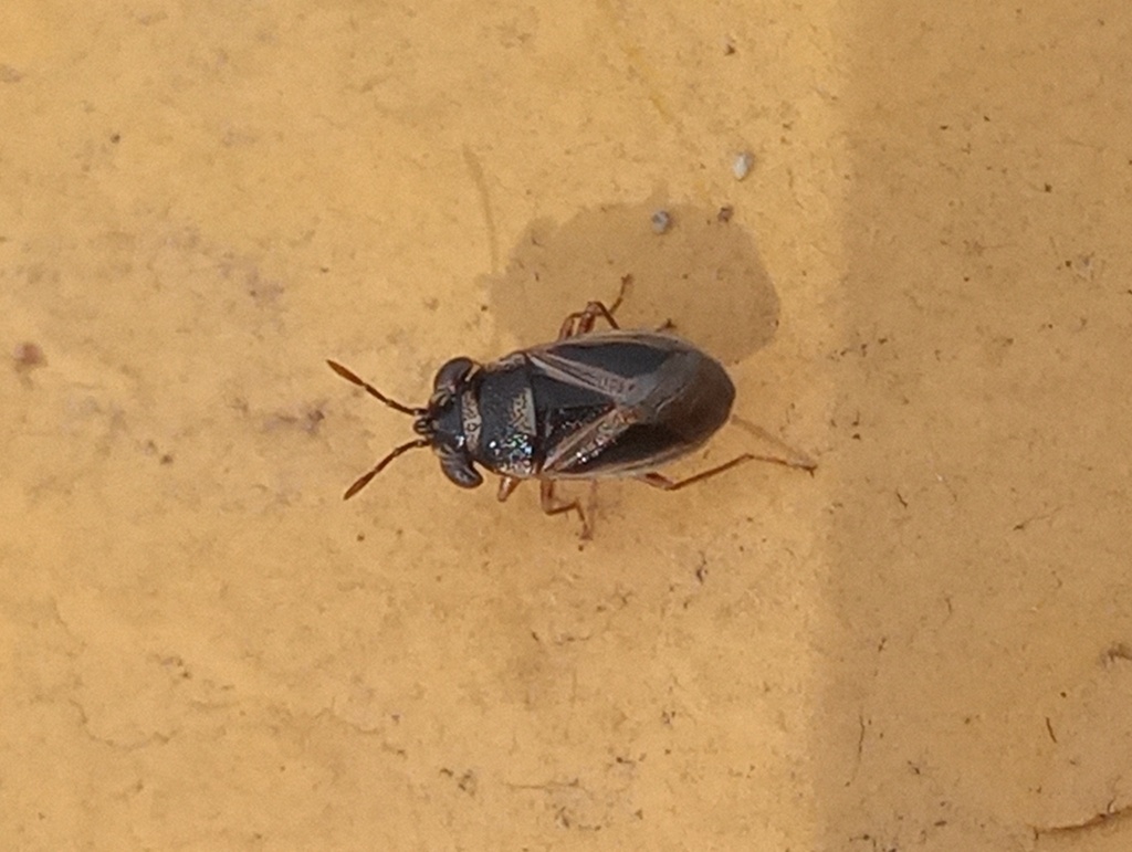 Geocoris thoracicus