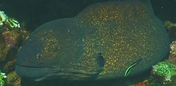 Yellowmargin Moray Eel