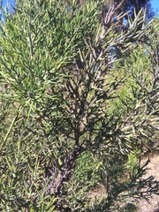 Colletia spinosissima