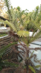 Araucaria