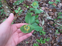 Lonicera flava