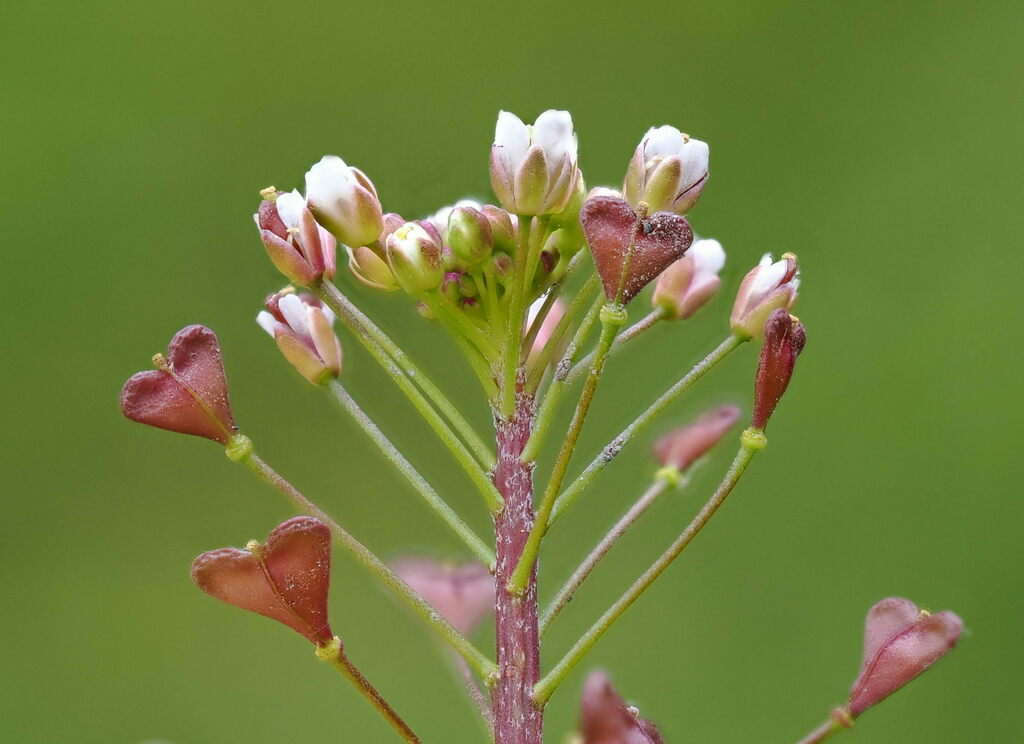 Pink shepherd's purse