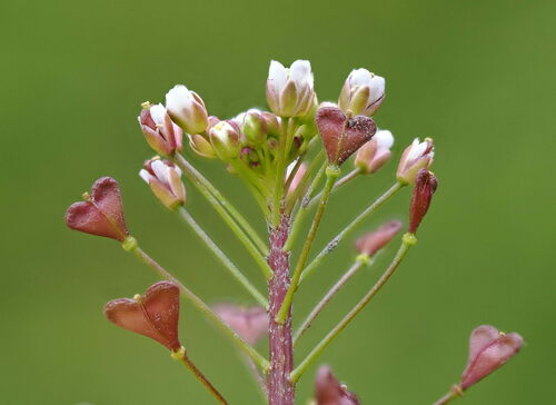 Capsella rubella Reut.