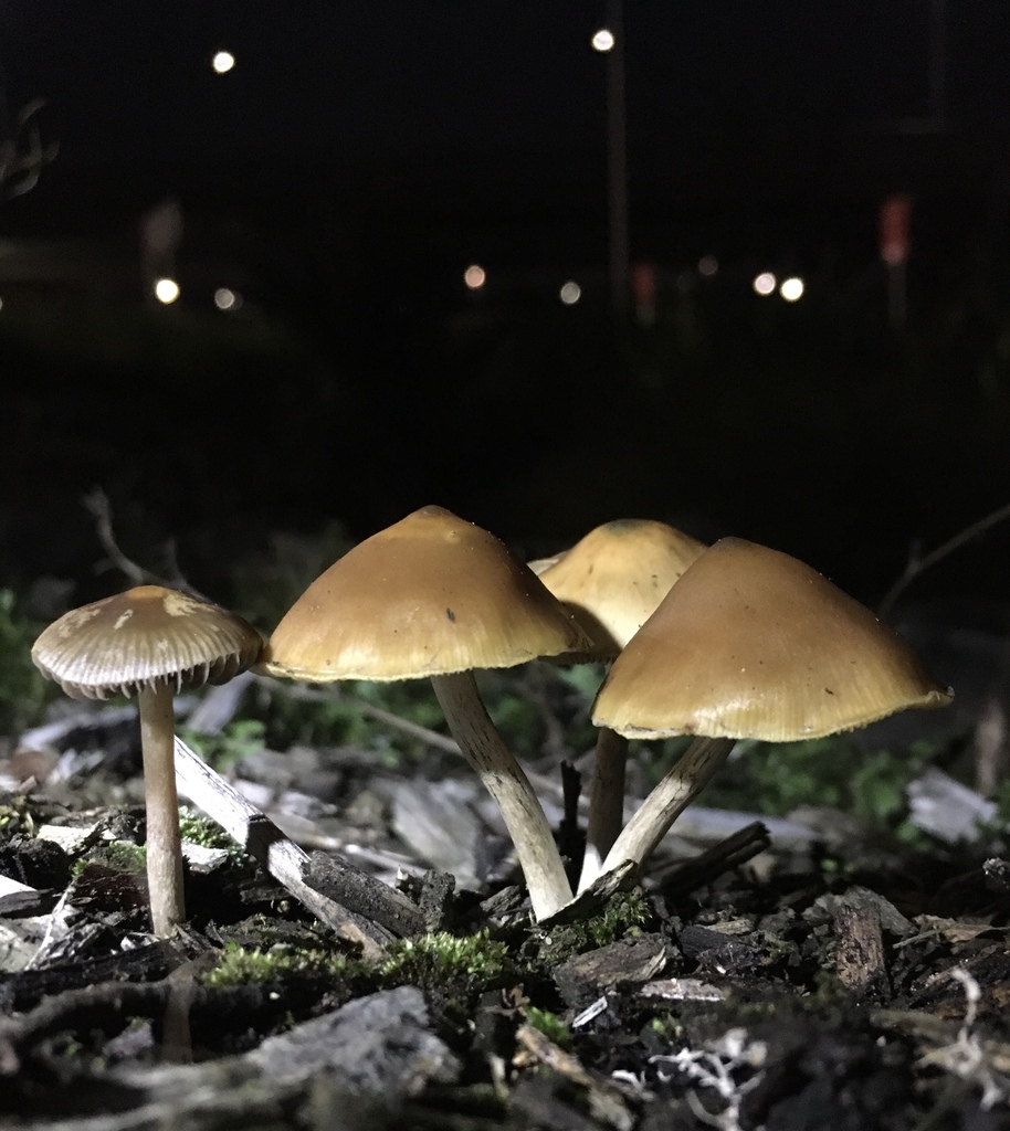 Psilocybe tasmaniana in April 2024 by Seymour Burgess · iNaturalist