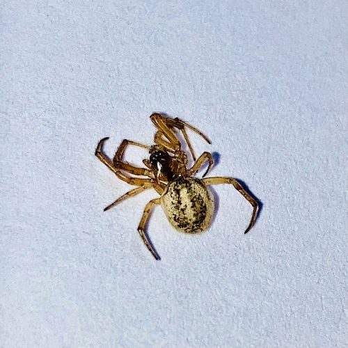 Zygiella kirgisica