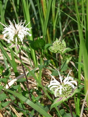 Monarda lindheimeri