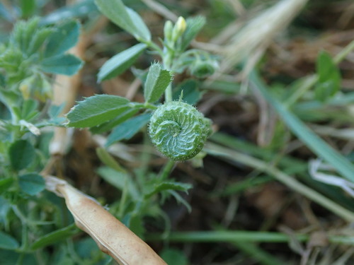 Image of Medicago rugosa by (c) Daniel Cahen, some rights reserved (CC BY)