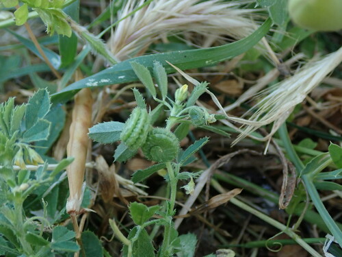 Image of Medicago rugosa by (c) Daniel Cahen, some rights reserved (CC BY)