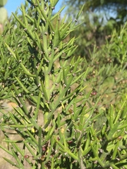 Colletia spinosissima