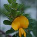 Pultenaea - Photo (c) David Midgley, some rights reserved (CC BY-NC-ND)