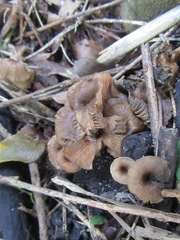 Lactarius hepaticus