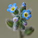Early Forget-Me-Not - Photo (c) Gilles San Martin, some rights reserved (CC BY-SA), uploaded by Gilles San Martin