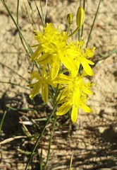 Bulbine favosa