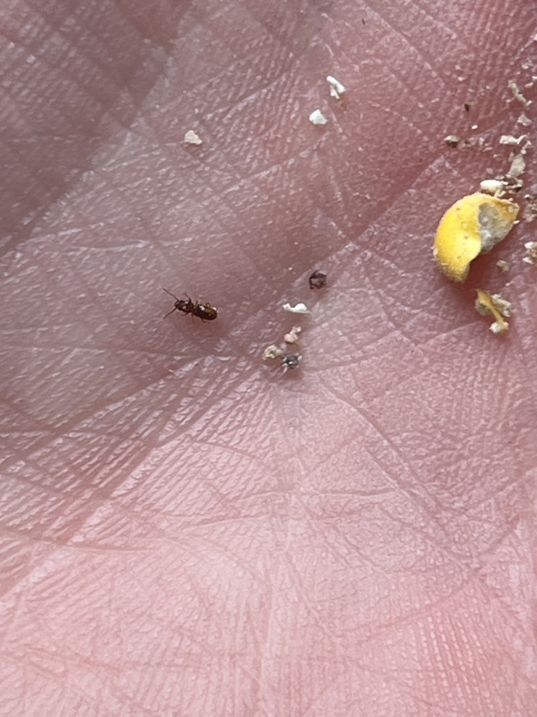 Rust Beetkle Rusty Grain Beetle from Prairie St NE, Keizer, OR, US on April 25, 2024 ...