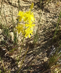 Bulbine favosa