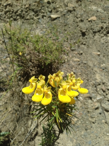 Calceolaria buchtieniana (Calceolaria buchtieniana)