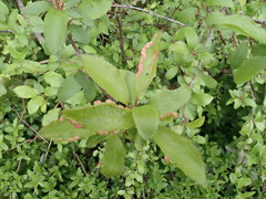 Eriophyes similis