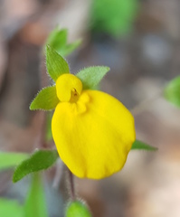 Calceolaria mexicana
