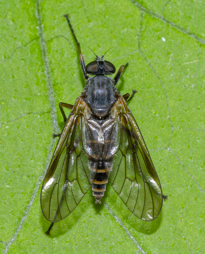 Rhagio incisus