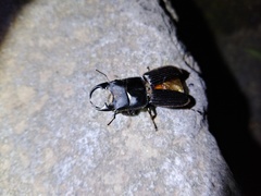 Aegus laevicollis formosae