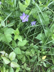 Vinca major