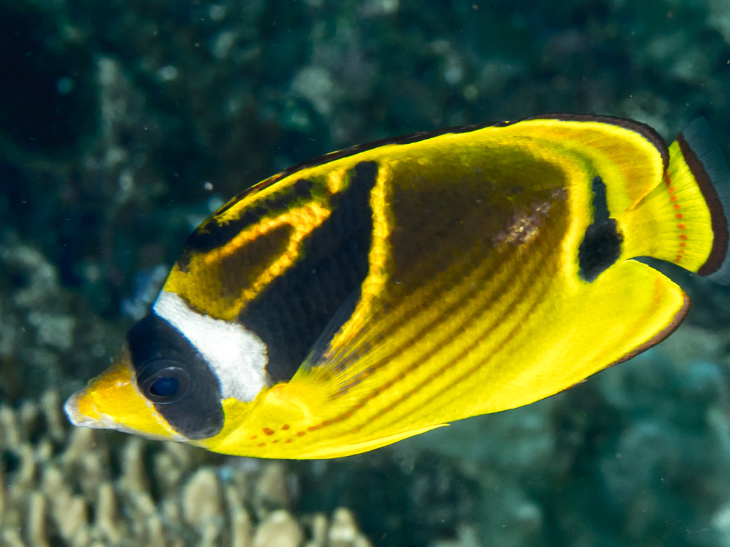 Raccoon butterflyfish