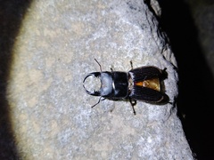 Aegus laevicollis formosae