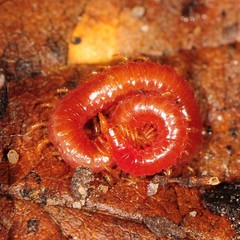 Strigamia bothriopus