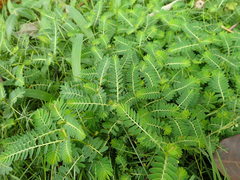 Phyllanthus urinaria