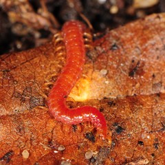 Strigamia bothriopus