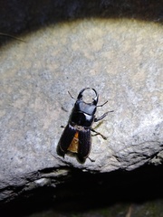 Aegus laevicollis formosae