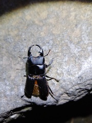 Aegus laevicollis formosae