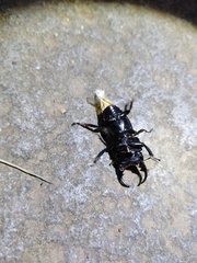 Aegus laevicollis formosae