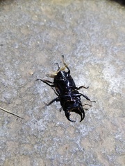 Aegus laevicollis formosae