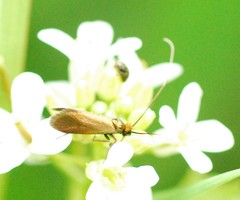 Cauchas rufimitrella